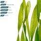 Live Plant - Tall Grass, Vallisneria Torta - Easy Care, Moderate to High Light, Bright Green Accent, Freshwater Aquatic Plant for Aquascaping - Lead Bunch