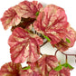 Reptile Plants for Terrarium, Amphibian Habitat Decor Artificial Hanging Plants with Suction Cup - Fake Heuchera Micrantha Pink
