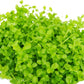 Micranthemum Monte Carlo Compact Tissue Culture Vitro Cup Freshwater Carpet Live Aquarium Plants Decoration BUY2GET1FREE