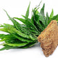 Live Aquarium Plants on Driftwood, Lava Rock, Moss, Fiber Mat - Freshwater Fish Tanks - Easy, Beginner Friendly (Java Fern, Fiber Mat (Large))