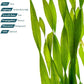 Live Plant - Tall Grass, Corkscrew Vallisneria - Easy Care, Moderate to High Light, Bright Green Accent, Freshwater Aquatic Plant for Aquascaping - Lead Bunch