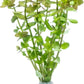 Live Aquarium Red Stem Plants - Freshwater Aquatic Plant for Fish Tanks, Aquascaping - (Lemon Bacopa Caroliniana, 1 Bunch)