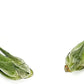 Air Plants - Tillandsia Seleriana, Large 4-6" - 2ct - Live Arrival Guaranteed - House Plants for Home Decor & Gift