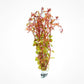 Live Aquarium Red Stem Plants - Freshwater Aquatic Plant for Fish Tanks, Aquascaping - (Rotala Rotundifolia, 1 Bunch)
