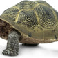 Safari Ltd. Desert Tortoise Figurine - Lifelike 3.25" Wildlife Figure - Educational Toy for Boys, Girls, and Kids Ages 3+