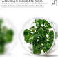 UNS Snail Free TC Anubias Golden Coin (Anubias sp.) – Low Light, Bright Green Color, Foreground to Midground Aquarium Placement for Beginner, Rounded Leaf - Tissue Culture, 1 Pack