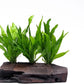 Live Aquarium Plants on Driftwood, Lava Rock, Moss Mat - Freshwater Fish Tank Plants (Java Fern, Driftwood (Large))