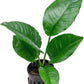 Anubias Live Aquarium Plants - Potted Freshwater Plant for Fish Tanks, Terrariums - Beginner Friendly Low Light (Heterophylla, 1 Pot)