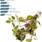 Live Plant - Rotala Mexicana - Moderate Care, High Light, Bright Green Accent, Freshwater Aquatic Plant for Aquascaping - Lead Bunch