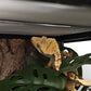 Reptile Plants for Terrarium, Amphibian Habitat Decor Artificial Hanging Plants with Suction Cup - Fake Swiss Cheese Plants Monstera Adansonii