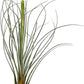 Air Plants - Tillandsia Juncea, Jumbo 8-12" - 1ct - Live Arrival Guaranteed - House Plants for Home Decor & Gift