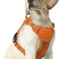rabbitgoo Dog Harness Medium Sized No Pull, Tactical Service Pet Vest with Molle and Control Handle, Adjustable and Reflective Military Harness for Easy Walking and Training, Orange, M
