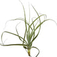 Air Plants - Tillandsia Straminea Jumbo 6-9" - 5ct - Live Arrival Guaranteed - House Plants for Home Decor & Gift