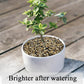 20lbs Fish Tank Sand, 1/16 inch Small Aquarium Gravel. Decorative Pea Gravel River Rocks for Air Plants, Vase Fillers, Landscaping and Succulent Soil Cover