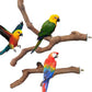 Allazone 4 PCS Natural Wood Bird Perch Stand, Bird Parrot Perch Stand Set, Wooden Parrot Perch Stand Perch Platform Cage Accessories for Parrotlets Cockatiels Budgies Parakeets