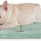 Made4Pets Dog Crate Pad Bed for Medium Dogs, Washable & Reversible, Anti-Slip Kennel Mat for Cozy Sleeping, Soft Fluffy Dog Bed for Indoor & Outdoor Use, 29"x21", Green