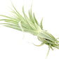 Live Air Plant - Tillandsia Gardneri 5-7” - ragnaroc Rare Collectors Indoor Tropical Plant - Live Arrival Guaranteed - House Plants for Home Decor & Gift