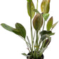 Echinodorus Ozelot Green Sword Live Plant for Freshwater Aquariums, Natural Fish Tank Decorations, and Aquatic Decor (1 Pot (2-3 Plants))