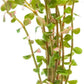 Live Aquarium Stem Plants - Freshwater Aquatic Plant for Fish Tanks, Aquascaping - (Rotala H'Ra, 1 Bunch)