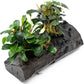 Live Aquarium Plants on Driftwood, Lava Rock, Moss Mat - Freshwater Fish Tank Plants (Bucephalandra Mix, Driftwood (Medium))