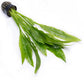 Amazon Sword Echinodorus Bleheri Live Plant for Freshwater Aquariums, Natural Fish Tank Decorations, and Aquatic Decor (5 Pots (10-15 Plants))