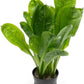 Echinodorus Parviflorus Rosette Sword Live Plant for Freshwater Aquariums, Natural Fish Tank Decorations, and Aquatic Decor (1 Pot (2-3 Plants))