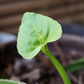 Veld Grape (Cissus quadrangularis)