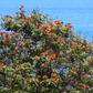 African Tulip Tree, Jamaican Donkey Pee Pee  (Spathodea campanulata)