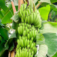 Banana Bundle: Siam Ruby, Blood Banana, Dwarf Cavendish & Red Abyssinian