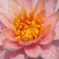 Live Hardy Water Lily Tubers Rhizomes Bulb Seed Nymphaea Aquatic Pond Plants Water Gardens Pre-Grown Flower in White Pink Red Yellow Orange Blue Purple (1, Peach Hardy Pond Lily)