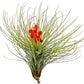 Air Plants - Tillandsia Andreana, Large 4-6" - 1ct - Live Arrival Gauranteed - House Plants for Home Decor & Gift
