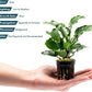 Live Jungle Plants - Anubias Emerald Bloom (Anubias barteri) - Compact Epiphytic Rhizome Plant for Midground Freshwater Aquascapes, Emerald Green Accent - Pot