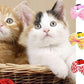 16 PCS Cute Cat Collar with Bells Kitten Collars for Girls Pink Cat Collar Breakaway Cat Collars for Girl Cats Small Kitten Collar with Bell Boy Pet Collar for Cats Kitten Supplies Flower Cat Collar