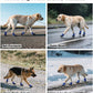 Dog Shoes Lightweight Dog Boots-Breathable Knitted Paw Protector with Adjustable Strap for Hot Pavement, Rain Walking, Hardwood Floors Anti Slip Reduce Noise, Prevent Licking Paws(Blue,M)