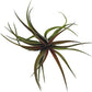 Air Plants - Tillandsia Brachycaulos Abdita, Large 4-6" - 2 ct - Live Arrival Guaranteed - House Plants for Home Decor & Gift