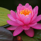 Live Hardy Water Lily Tubers Rhizomes Bulb Seed Nymphaea Aquatic Pond Plants Water Gardens Pre-Grown Flower in White Pink Red Yellow Orange Blue Purple (1, Pink Hardy Pond Lily)