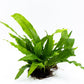 Java Fern Live Aquarium Plants – Windelov, Narrow Leaf & More– Easy Aquascaping Plants for Freshwater Tanks, Low Light, No CO₂ (Java Fern 'Microsorum Pteropus' on Nutripad)