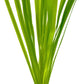 Live Plant - Tall Grass, Vallisneria Gigantea - Easy Care, Moderate to High Light, Bright Green Accent, Freshwater Aquatic Plant for Aquascaping - Lead Bunch