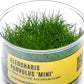 Ultum Nature Systems Mini Dwarf Hair Grass Eleocharis Parvulus Tissue Culture Live Plant for Aquarium, Aquascape, Freshwater Fish Tanks - 100% Snail Free in Vitro