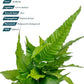 Live Plants - El Niño Fern (Bolbitis heteroclita) - Midground to Background Epiphytic Rhizome for Low to Medium Light Aquascapes - Dark Green, Slow-Growing Accent - Pot