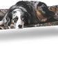 K&H Pet Products Outdoor Elevated Dog Cot, Breathable Cooling Elevated Cot Hammock Pet Bed for Medium Dogs, Washable Mesh Cover, Raised Metal Frame, Collapsible, Portable - Medium 32 X 25in Camo