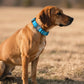 AirTag Dog Collar - Leather Dog Collar with Airtag Holder | IP68 Waterproof AirTag Holder with Metal Buckle, Comfortable GPS Dog Collars Tracker for Medium Large Dogs (Blue, M)