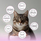 Blackwood Bounty Dry Cat Food, Red Meat Recipe for All Life Stages, 10 Pound Bag, High Protein, Grain Free