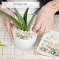 Royal Imports 5LBS River Pebbles Decorative Ornamental Rocks, Garden Landscaping Stones, Gravel Filler for Plants, Vases, Succulents, Home Decor, Aquariums, Crafting, Animal Habitat - Mini White