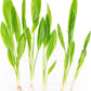 Live Plant - Amazon Sword (Echinodorus Bleheri) - Beginner Friendly, Easy Care, Medium Light, Midground to Background Placement - Freshwater Aquarium Decoration - 1 Bunch (4-5 Plants)