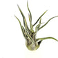 Air Plants - Tillandsia Pruinosa, Large 3-5" - 5ct - Live Arrival Guaranteed - House Plants for Home Decor & Gift