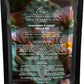 Cactus Flower Blossom Carpet Freshener Powder: Powerful Odor Eliminator for Home, Upholstery Deodorizer, Carpet Deodorizer, Pet Urine, Cat Litter Box - Cactus Flower Blossom Fragrance.