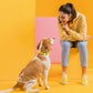 Dogline Biothane Waterproof Dog Collar Strong Coated Nylon Webbing with Black Hardware Odor- Proof for Easy Care Easy to Clean High Performance Fits Small Medium or Large Dogs, Lemon Yellow