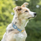 AirTag Dog Collar for Small Medium Large Breed - Adjustable Cute Pattern Dog Collar with Airtag Holder - Soft Leather Tracker GPS Apple Air Tag Pet Collars (Large, 17"-21" Neck Fit, Floral)