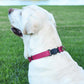 Dogline Biothane Waterproof Dog Collar with Herm Sprenger Stainless Steel Quick Release Buckle – Heavy Duty Tactical Durable Collar for Dogs – Comfortable and Safe Pet Collar, W 1" L 15-25", Magenta